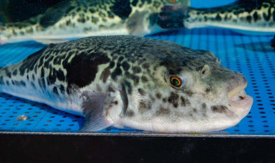 Fugu swimming in an aquarium