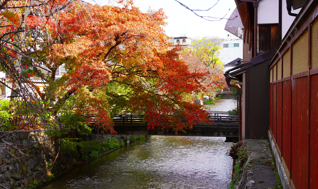 Autumn leaves in Gion