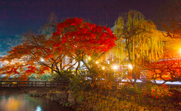 9 Fine Dining Restaurants to Enjoy Kyoto’s Autumn Foliage