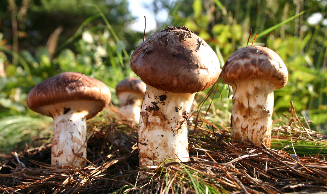 Matsutake in Mountain