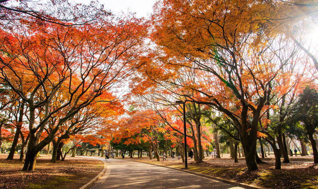 Yoyogi: Where Urban Convenience Meets Natural Serenity