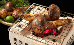 What is Matsutake? Discover 8 Restaurants in Tokyo, Japan Where You Can Enjoy This Delica