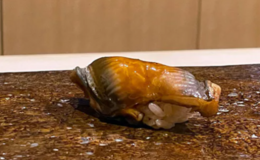 Sushi Hoshiyama's image 3