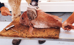 Ikejime, Bleeding, and Why Japanese Sushi Tastes Better