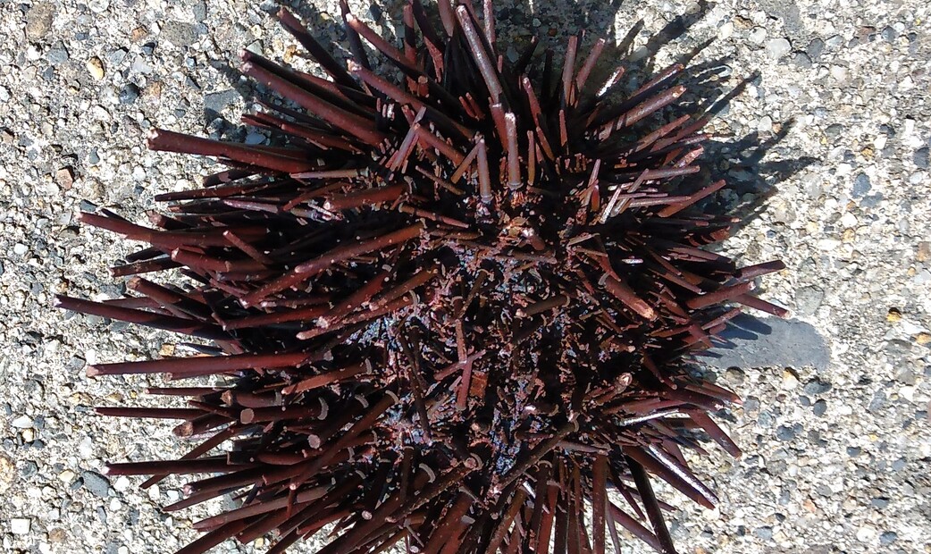 Aka Uni (Red Sea Urchin)