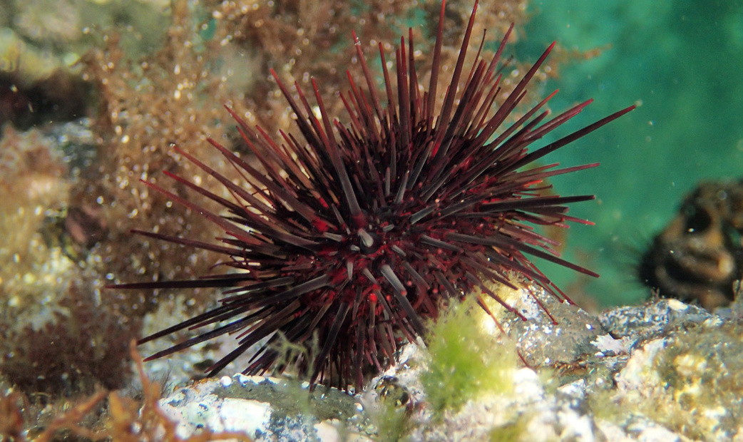 Kita-Murasaki Uni (Northern Purple Sea Urchin)