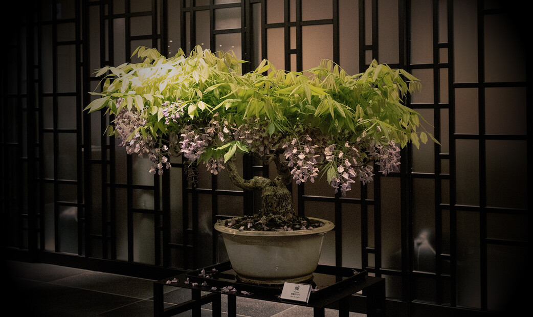 Matoi Ginza's image 6