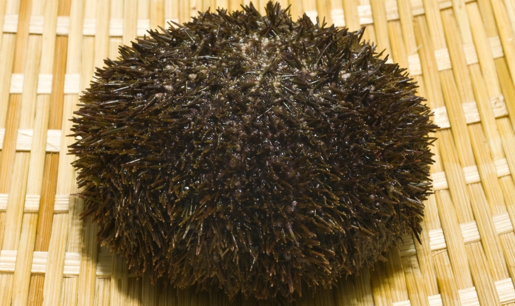 Bafun Uni (Horse Dung Sea Urchin)