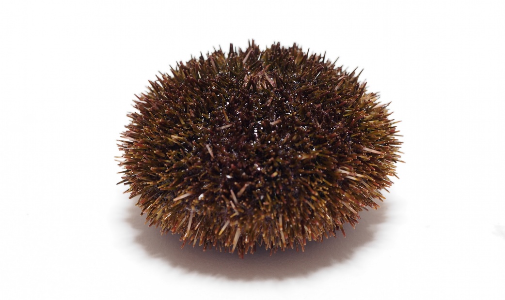 Ezo-Bafun Uni (Hokkaido Horse Dung Sea Urchin)