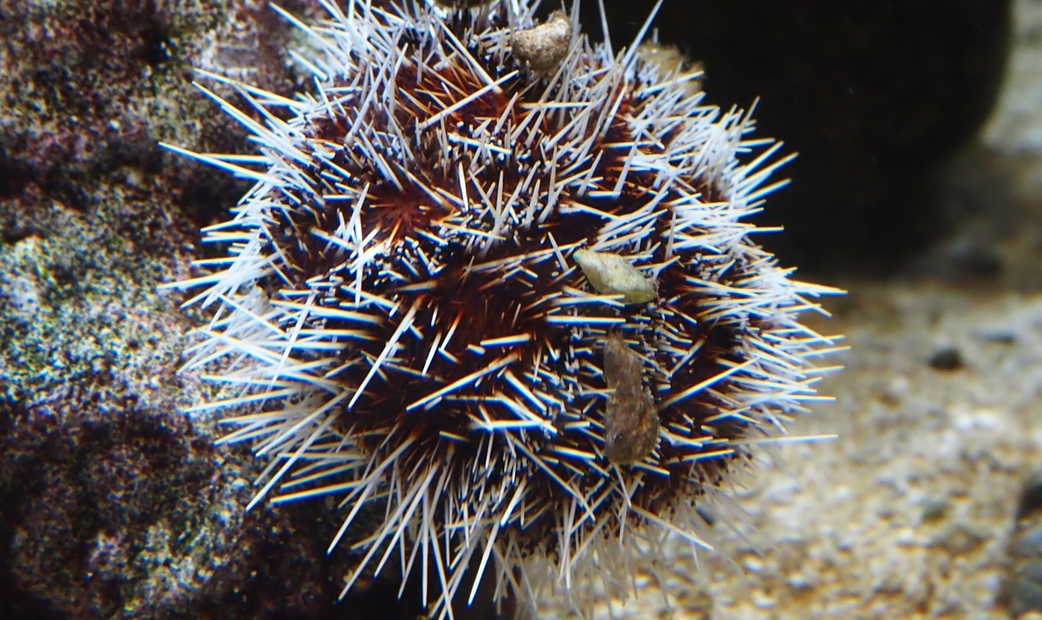 Shirahige Uni (White Beard Sea Urchin)